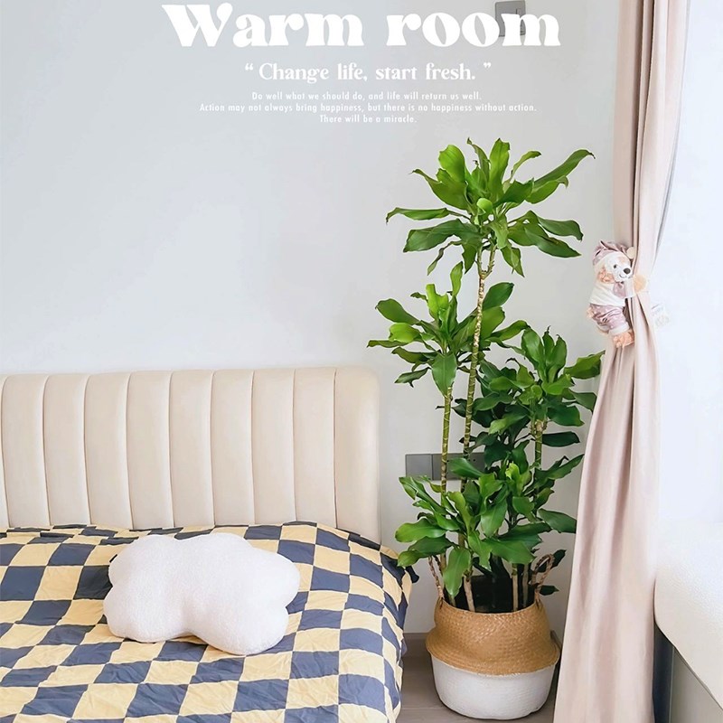 螺纹铁盆栽高杆造型树落地真绿植大型室内客厅花卉办公室盆景植物