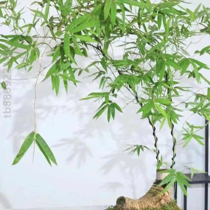 簕竹小叶勒竹桩茶。#桌面成品文人室内勒竹竹子盆栽绿植根苗小叶