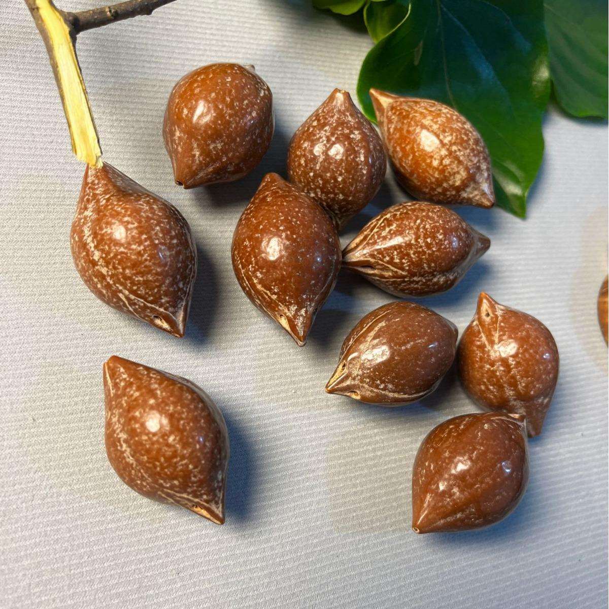 印尼巴西大橄榄核 原料原籽散珠按斤出售厂家