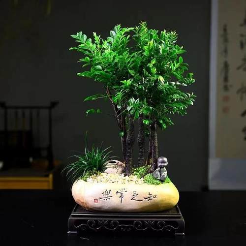 【精选】紫檀木盆景新中式室内好养桌面摆件绿植花卉盆栽鲜活