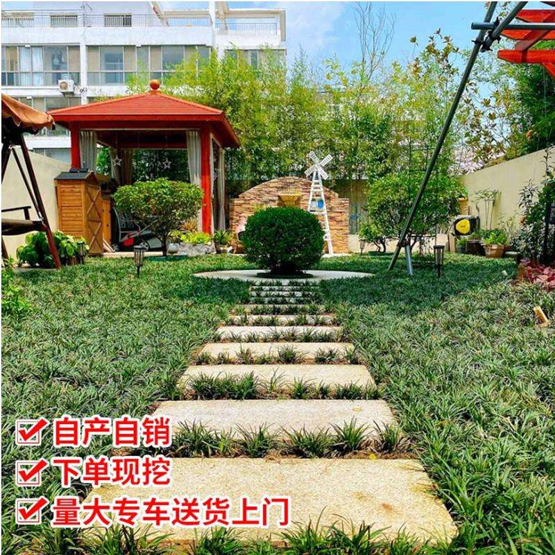 正宗矮麦冬草园林绿化细叶麦冬苗玉龙草耐寒耐旱四季青草坪植物
