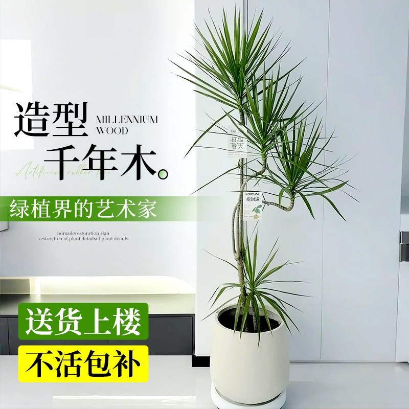 千年木客厅绿植大盆栽室内大型绿植物龙血M树造型青叶七彩铁马尾