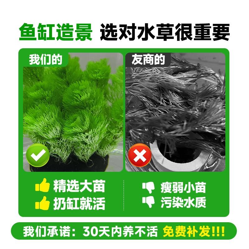 绿菊水草坨鱼缸造景懒人植物净化水质沉底环蜈蚣草淡水造氧中后景