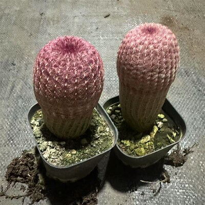 实生红太阳仙人球漳州基地现货直发 新手P好养植物室内外阳台