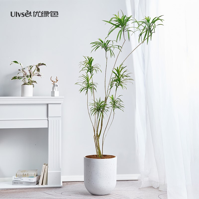 柳叶细叶百合竹盆栽老桩大型植物北欧风客厅办公室内造型网红绿植