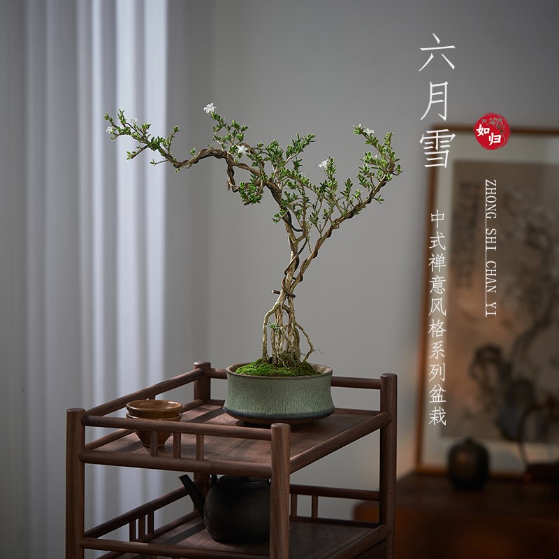 六月雪真盆景室内悬崖式植物造型摆件中式茶室阳台绿植花卉盆栽