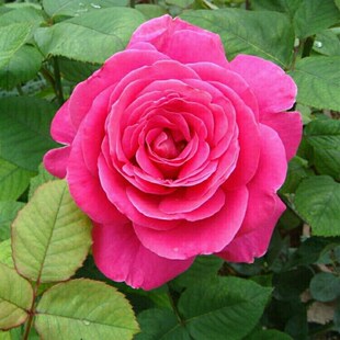 粉扇月季花盆栽植物,大花品种月季,灌木月季品种,阳台庭院栽种