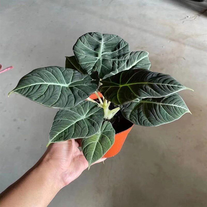 黑天鹅绿天鹅海芋竹芋北欧风绿植