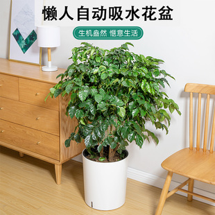 北欧风可储水圆形室外客厅塑w料盆自动浇灌吸水懒人塑料花盆绿萝