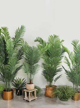 北欧绿植大型盆栽树 室内家居布置绿色散尾葵盆景