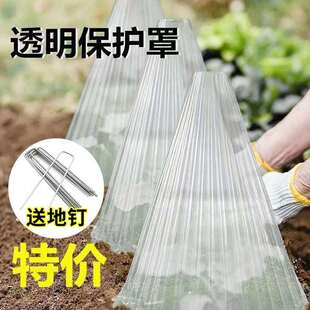 育苗保护罩透明钟罩可重复使用温室大棚免受鸟类霜冻伤害加厚