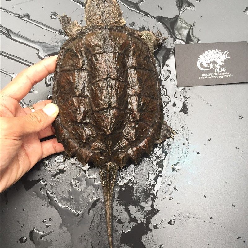 貴陽陳師中美拟鳄龟