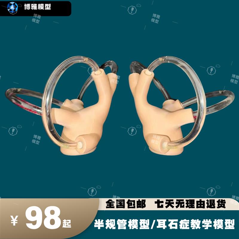 耳蜗模型a半规管模型半规管耳石模型耳石症复位模型耳石症内耳模