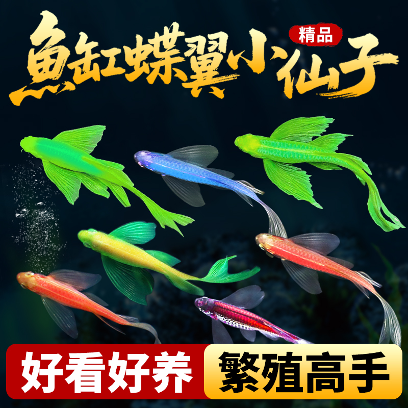 蝶翼斑马鱼活鱼热带鱼观赏鱼小型鱼新手好养耐活冷水鱼淡水鱼群游