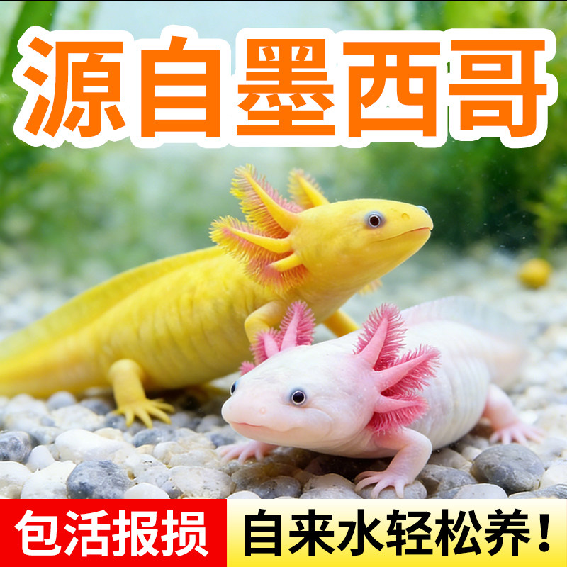 六角恐龙鱼蝾螈宠物活鱼冷水鱼美西螈淡水好养耐活金鱼锦鲤观赏鱼