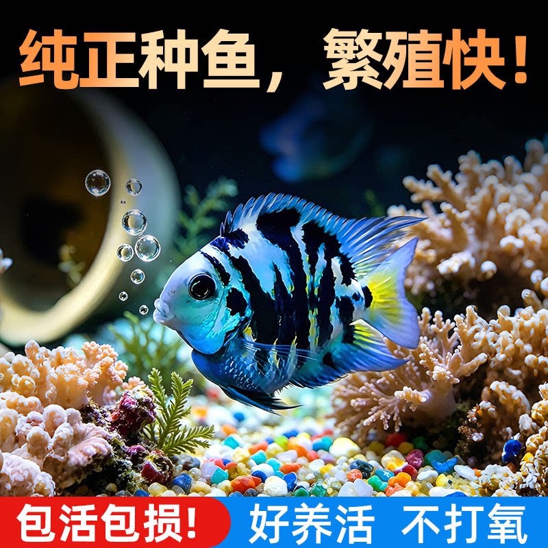 迷你鹦鹉鱼观赏鱼活体淡水鱼苗好养耐活白金宝蓝鹦鹉鱼可繁殖种鱼