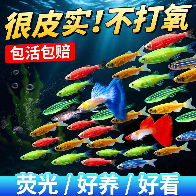 热带鱼观赏活鱼好养耐活自来水斑马淡水鱼苗天使孔雀鱼小型小鱼