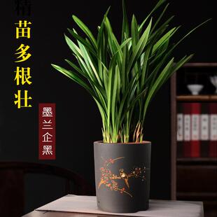兰花盆栽墨兰企黑紫砂盆兰花室内四季好养植物客厅办公室名贵盆景