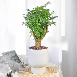 老桩羽叶福禄桐室内客厅桌面净化空气好养L名贵招财树观叶网红绿