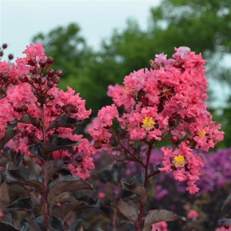 【嘉瑞】 夏日灌木 紫薇 午夜玫瑰 夏日舞娘 花量大 耐热花期长