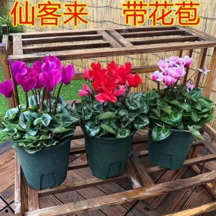 仙客来盆栽带花大花重瓣花卉植物室内花好养活四季开花阳台仙鹤来