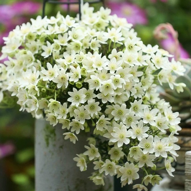 春早知铁线莲花苗盆栽爬藤植物阳台庭院藤本植物多年生花卉多季花