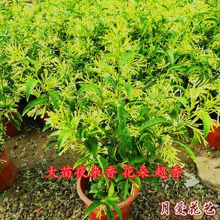 夜来香盆栽花苗 庭院阳台四季开花绿植花卉 净化空气驱蚊香草植物