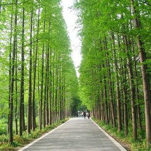 推荐水杉苗水杉树苗 云杉池杉小苗 落羽杉中山杉树苗 庭院绿化景