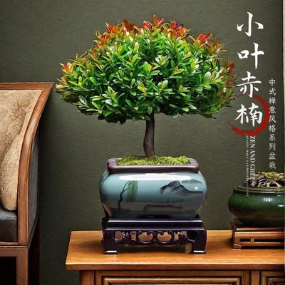 小叶赤楠盆景老桩金丝楠木盆栽室内花卉办公室桌面绿植物四季好养