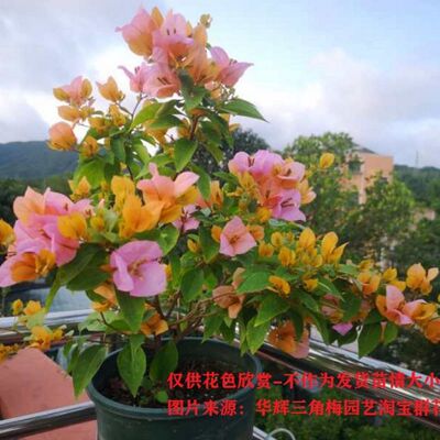 勤花金发女郎变色龙三角梅爬藤植物盆栽带花盆客厅庭院四季开花