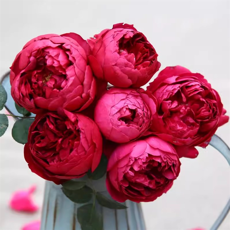 香气扑鼻秋日胭脂玫瑰月季花苗大花浓香多头勤花四季开花盆栽花卉