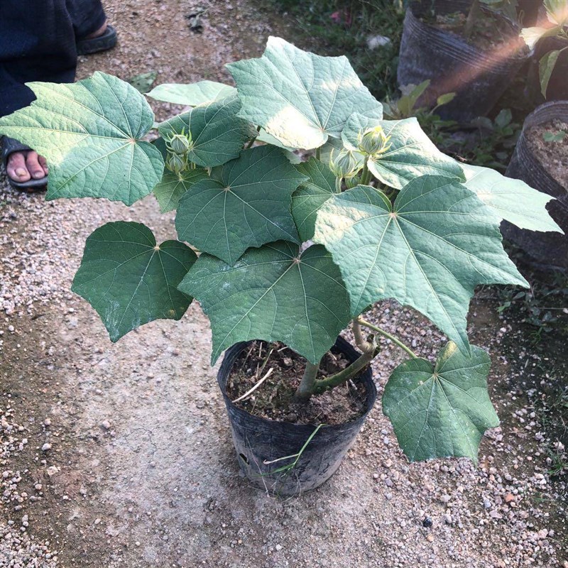 厂促木芙蓉芙蓉树变苗重芙瓣醉芙蓉花苗三醉蓉耐寒室内色外绿化当