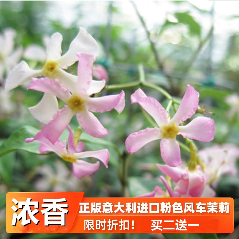 粉色风车茉莉爬藤植物庭院大苗络石藤室内外阳台四季开花盆栽花卉