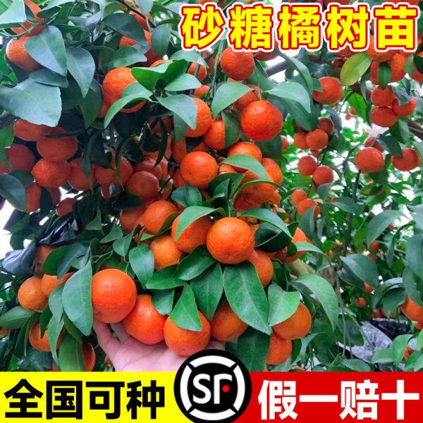 沙糖桔子树苗正宗广西砂糖橘树苗南方北方种植橙子无籽橘子树果苗
