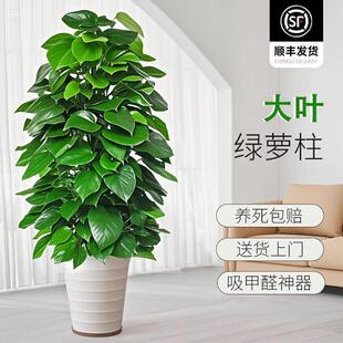 大叶绿萝柱盆栽吸甲醛大型绿植室内招财旺宅办公室绿箩客厅好养活