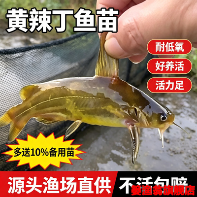 黄辣丁新鲜黄颡鱼黄骨鱼昂刺鱼嘎