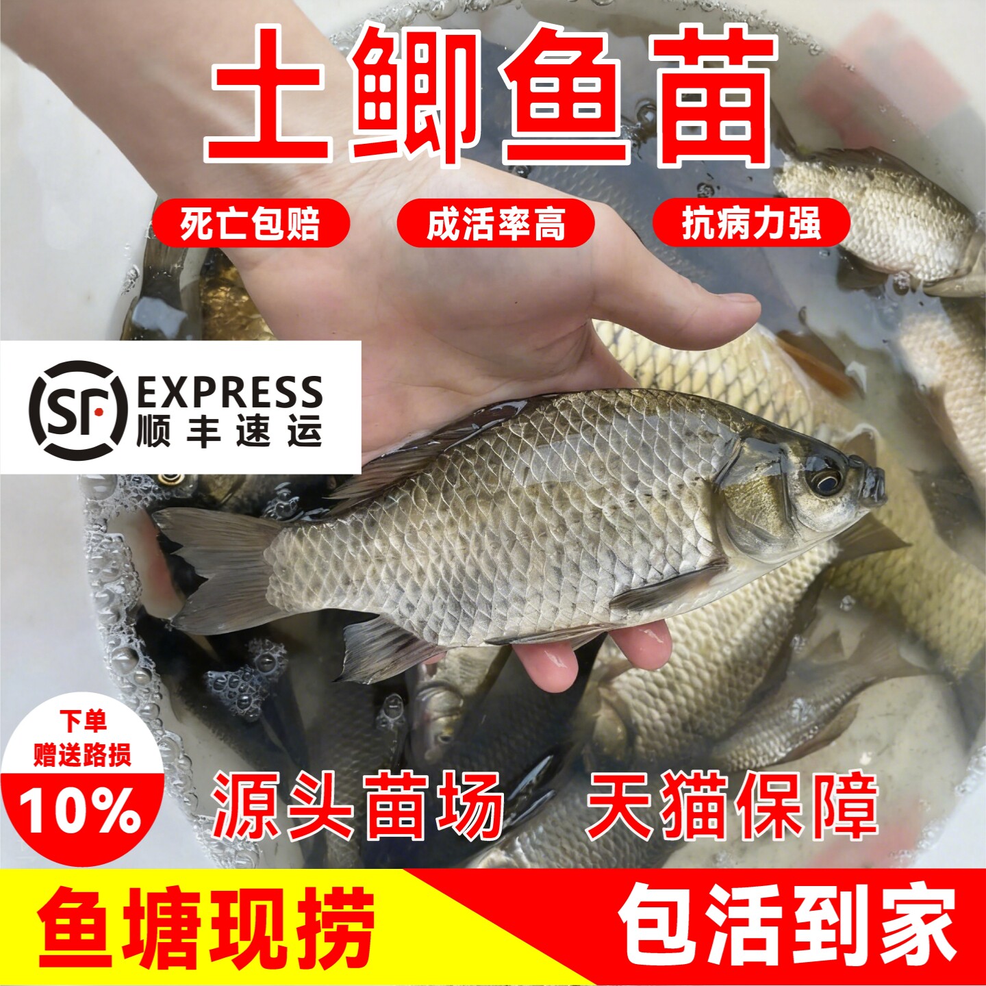 顺丰包邮土鲫鱼苗正宗土鲫鱼苗活体塘稻田养殖高成活淡水耐活批发