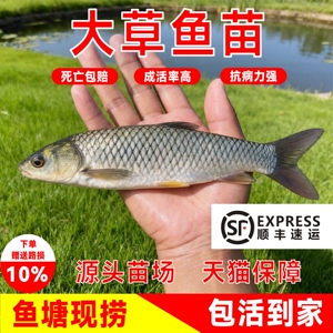 篓渔翁特大草鱼苗淡水养殖包活