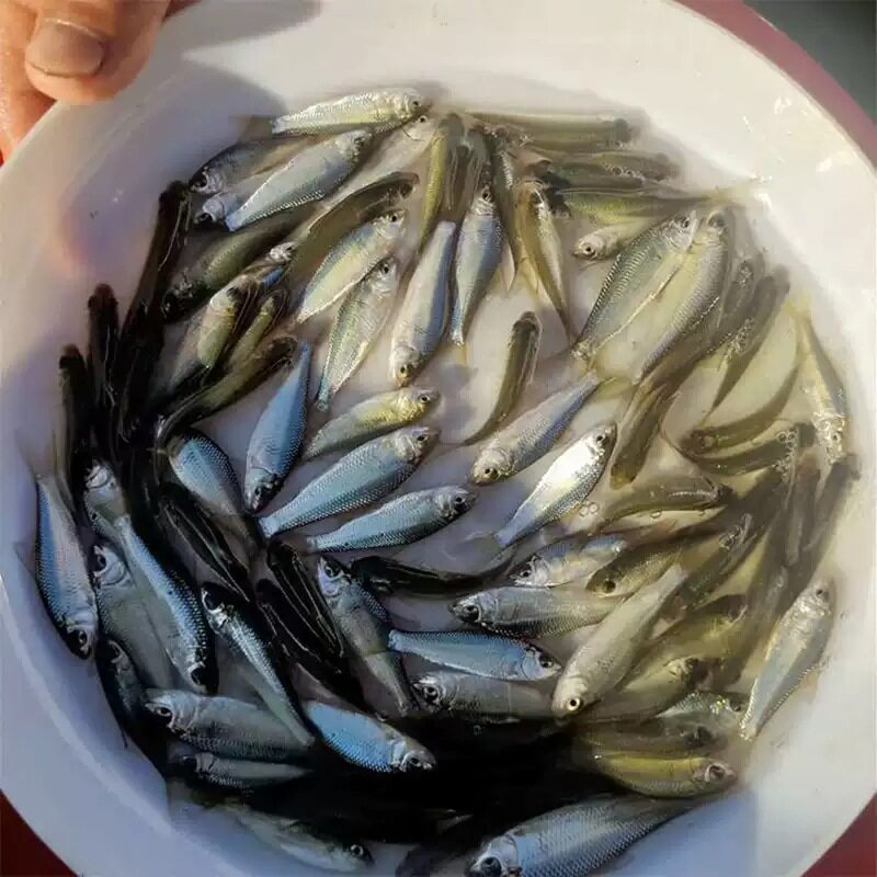 土鲮鱼苗优质鲮鱼苗淡水活体养殖麦鲮鱼泰鲮鱼苗可食用鲮公小鱼苗