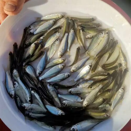 土鲮鱼苗优质鲮鱼苗淡水活体养殖