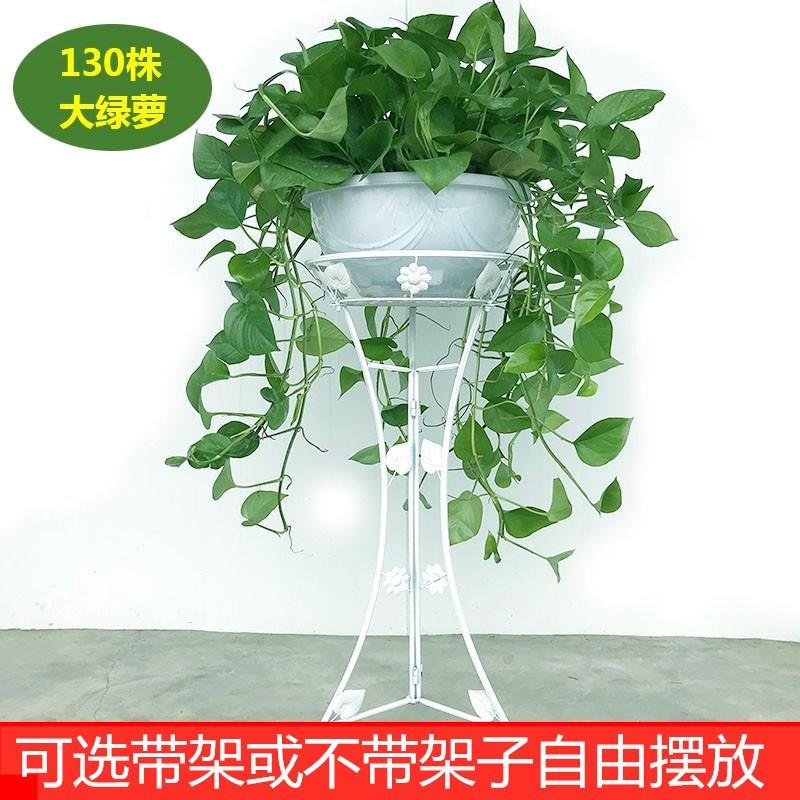 360大绿萝 长藤垂吊 客厅室内盆栽 绿萝柱 独杆 带吸水盆绿箩植物