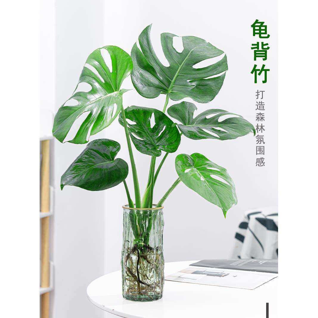 龟背竹水培植物室内大型盆栽客厅四季好养吸甲醛净化空气观叶绿植,鲜花速递/花卉仿真/绿植园艺,割草机/草坪机,淘宝优惠券,粉丝福利购,淘宝优惠卷