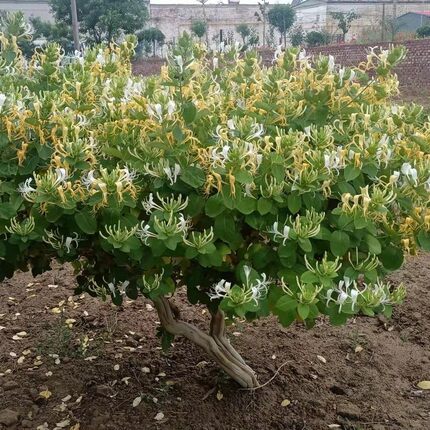 金银花盆a景老桩阳台族盆栽金银花树苗客厅大型植物室内外耐寒花