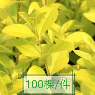 金叶女贞 金叶女贞苗 庭院别墅绿化苗木 篱笆苗 绿篱苗小叶女贞苗