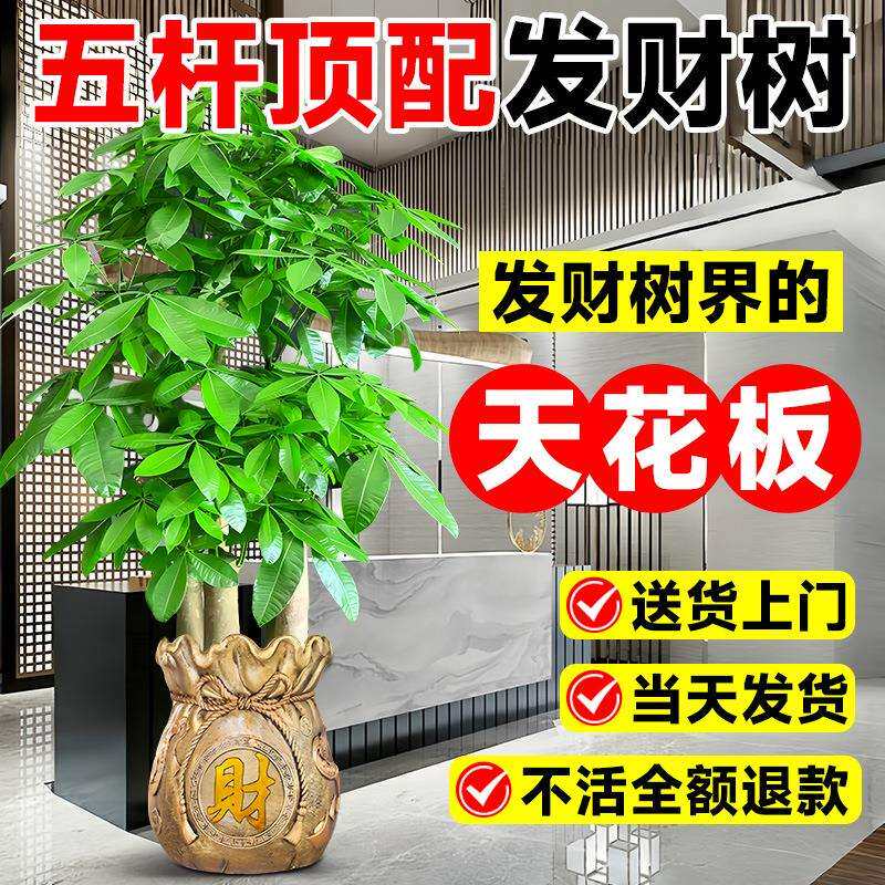 五福五杆步步高发财树室内客厅大盆栽大棵大型落地摆放植物办公室
