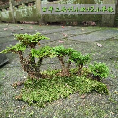 卷柏盆栽易活好养 盆景假y山造景水菖蒲四季长青蕨类a植物欧洲款