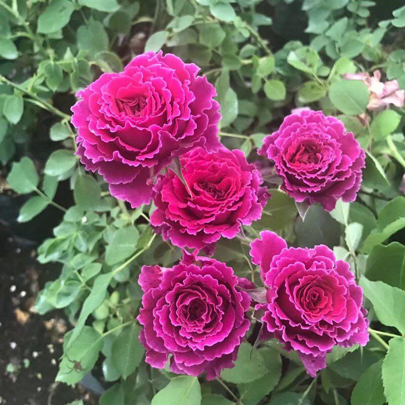 草药月季花大苗阳台微月多头四季大花浓香波浪边玫瑰庭院盆栽植物