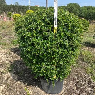 福建茶苗阳台庭院花园别墅四季常青工程绿化苗耐R高温耐阴好养植