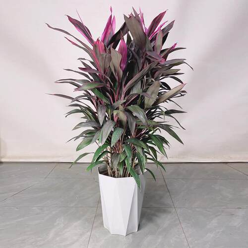 红叶朱蕉盆栽客厅除甲醛绿植大型室内好养活水培红叶铁植物