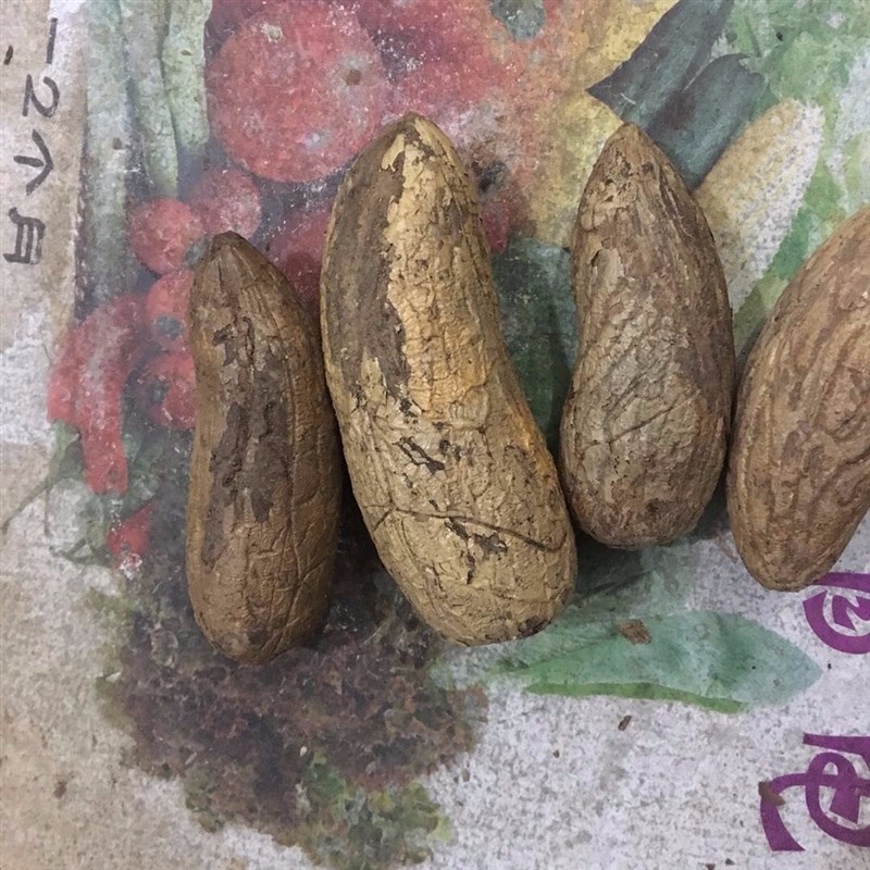 千眼菩提子原籽原料果菩提籽彩果绿果通货按斤手把件W包邮老料胖